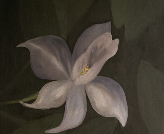 Kamila Sipika, Native Bluebell