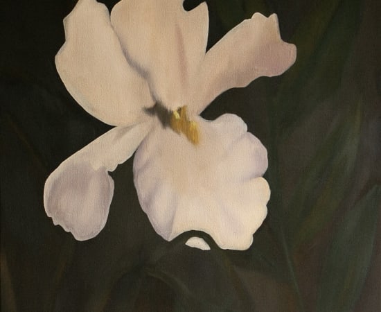 Kamila Sipika, Iris