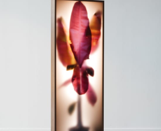 REM Atelier, Growing Plants Indoors Colors