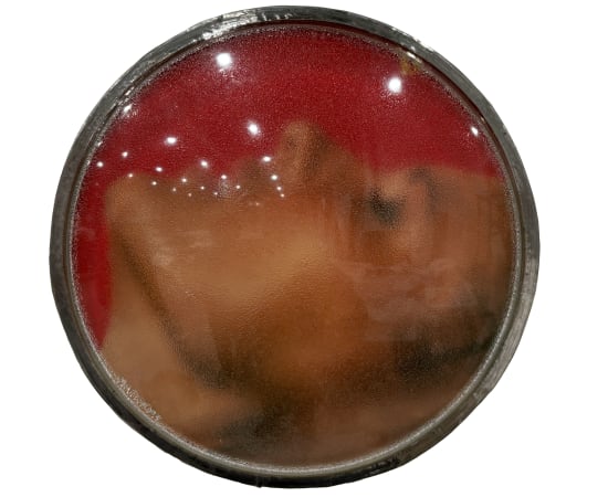 Thomas Mailaender, Les lentilles, 2025