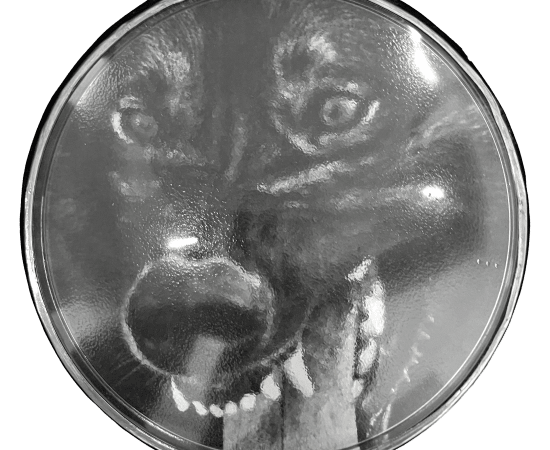 œuvre unique de l'artiste Thomas Mailender rerpésentant une photographie vintage de magazine montée sous un phare de voiture