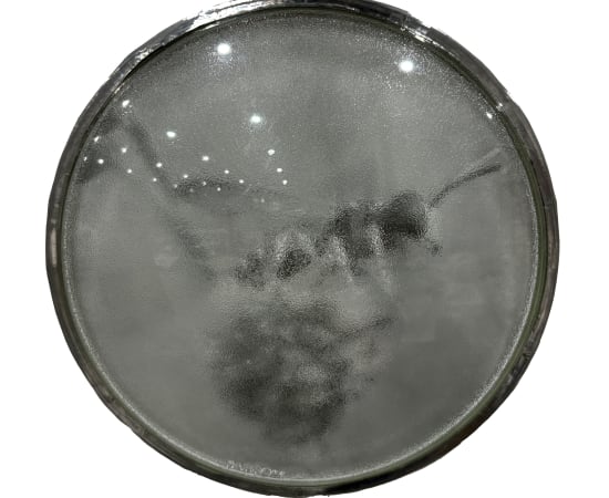 Thomas Mailaender, Les lentilles, 2025