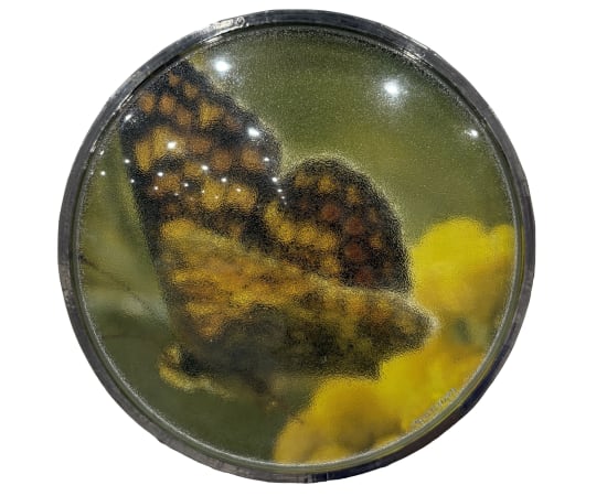 Thomas Mailaender, Les lentilles, 2025