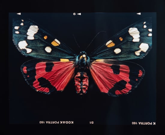 Laurynas Skeisgiela, Liump! Nuodingos meškutės / Tiger Moths (Callimorpha Dominula), 2024