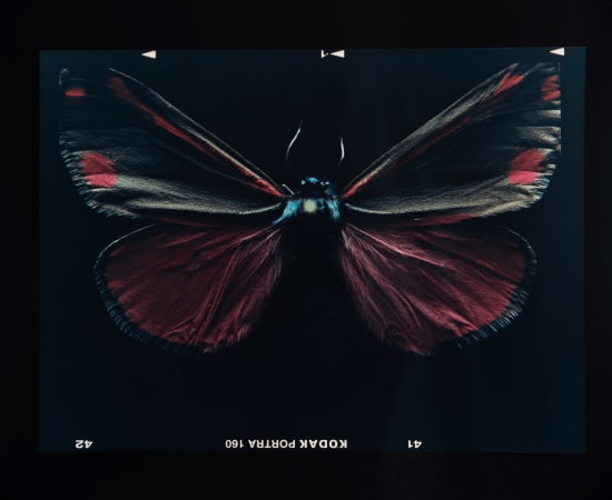 Laurynas Skeisgiela, Liump! Nuodingos meškutės / Tiger Moths (Tyria jacobaeae), 2024