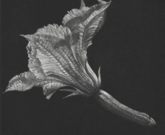 Judith Rothchild, Fleur de courgette, 2016