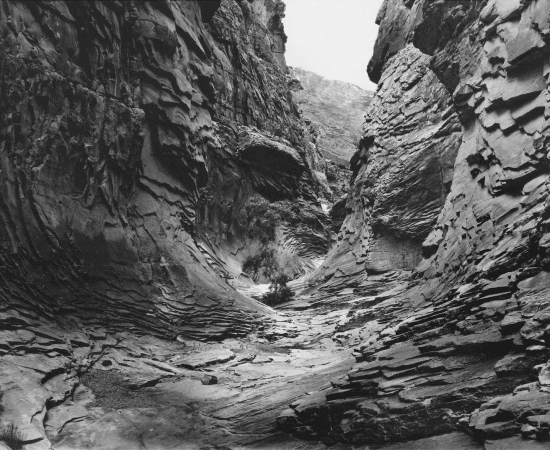 Jon Goodman, Lone Tree, North Canyon, 1993