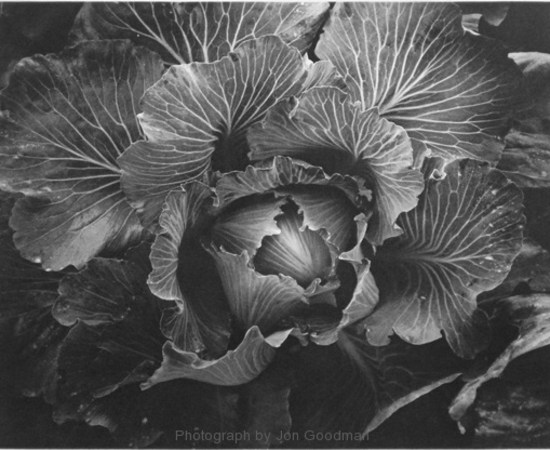 Jon Goodman, Hadley Cabbage, 1995