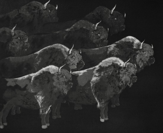 Marjan Seyedin, Troupeau de bisons, 2013