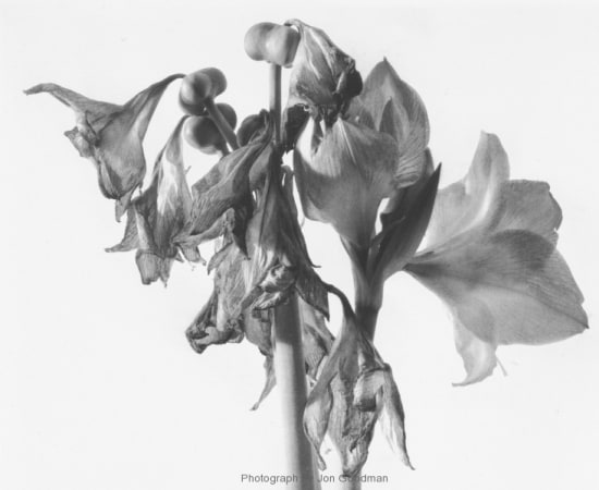 Jon Goodman, Amaryllis past its prime, 2002