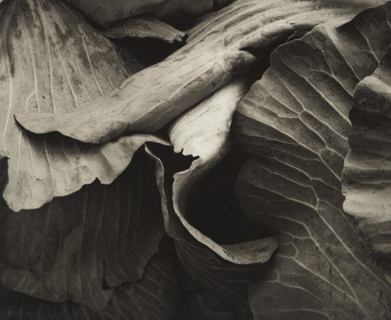 Jon Goodman, Large Leaf Cabbage, 2004