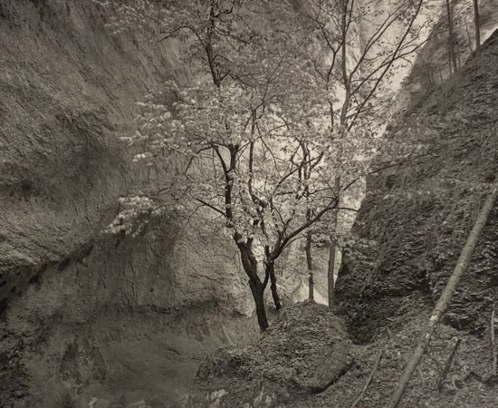 Jon Goodman, TREE, GORGE OF THE COVATANNAZ, 1985