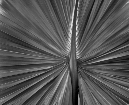 Jon Goodman, Priticardia leaf, Close up, 2014