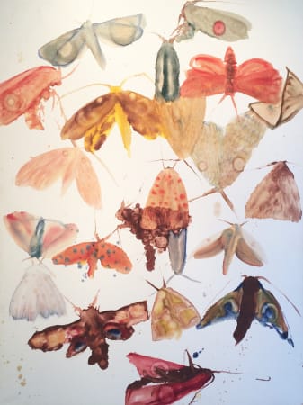 Allyson Reynolds, Moths 2, 2009