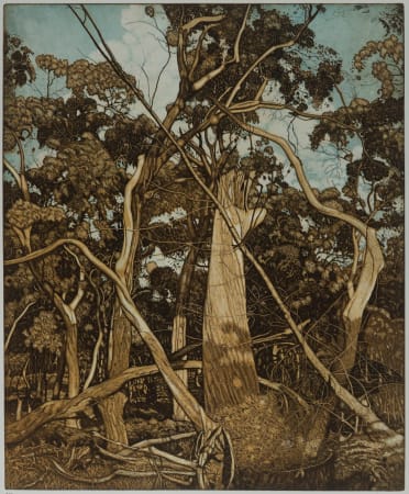 coloured etching of trees, forest scene by Australian artist David Frazer