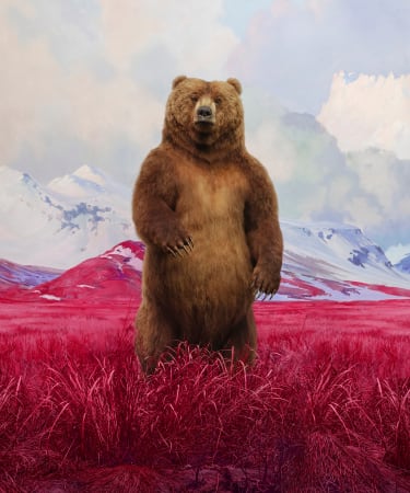 Jim Naughten, Bear signed by Jane Goodall & Jim Naughten, 2023