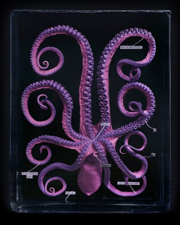 Jim Naughten, Octopus L, 2021