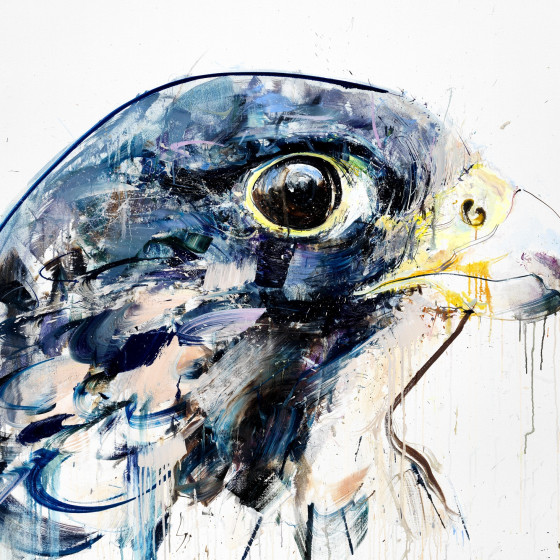 Perregrin Falcon, 2014