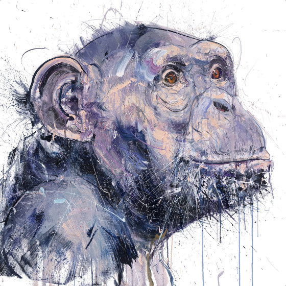 Old Chimp I