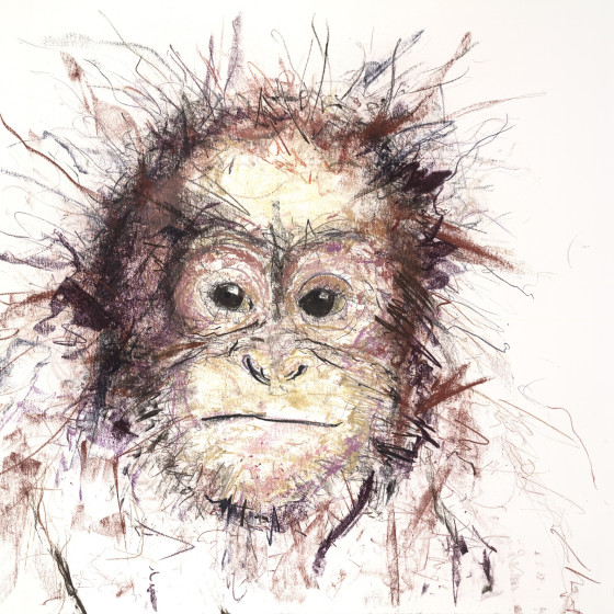 Orangutan IV, 2016