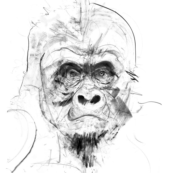 Silverback II, 2017