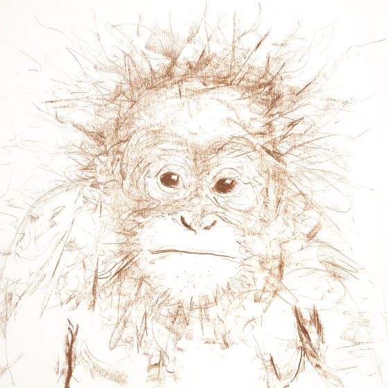 Orangutan I, 2016