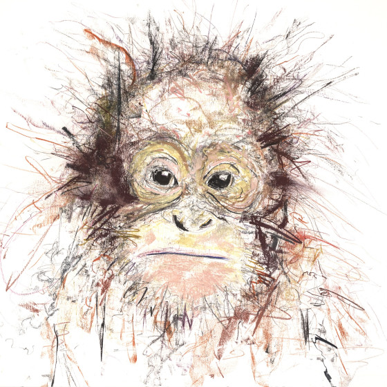 Orangutan III, 2016