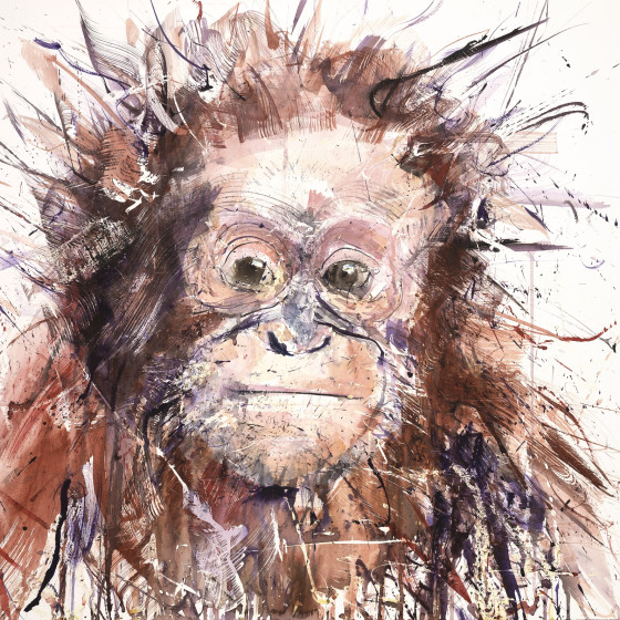 Orangutan V, 2016