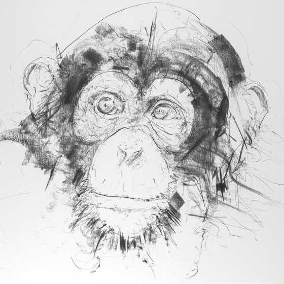 Chimp V, 2017