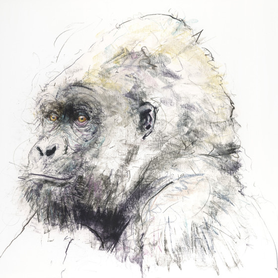 Gorilla II, 2016