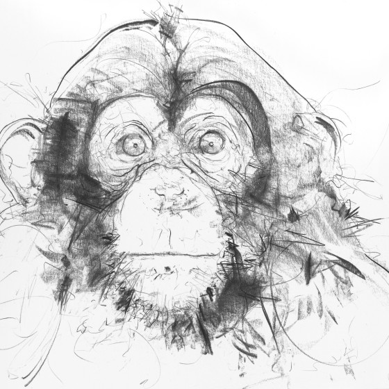 Chimp IV , 2017