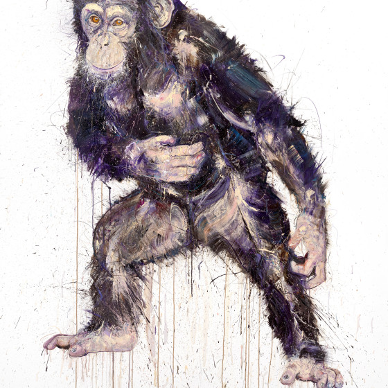 Chimpanzee VI