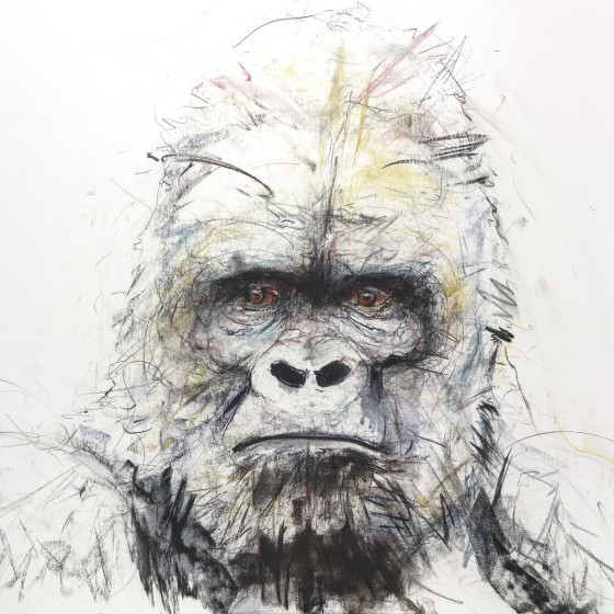 Gorilla I, 2016