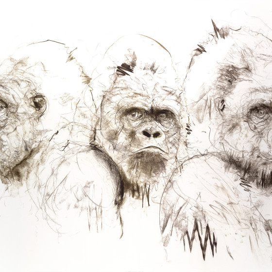 Gorilla IV , 2016