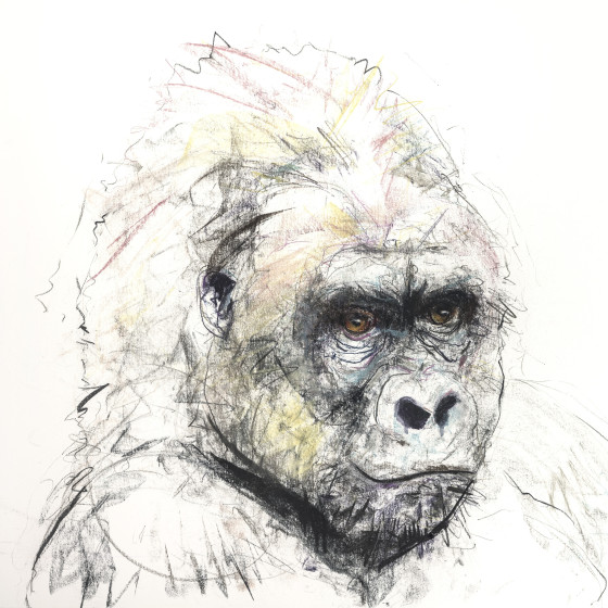 Gorilla V, 2016