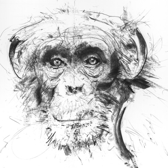 Chimp II, 2017