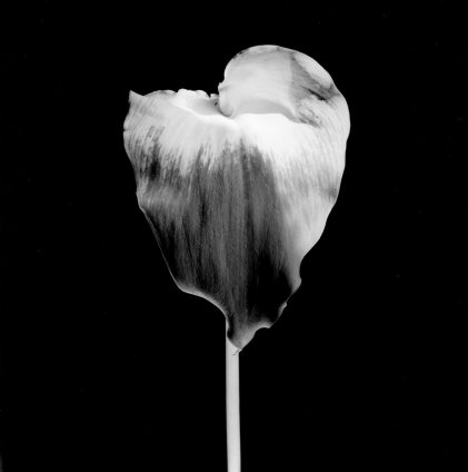 Works | Robert Mapplethorpe: A Season in Hell | Alison Jacques Gallery
