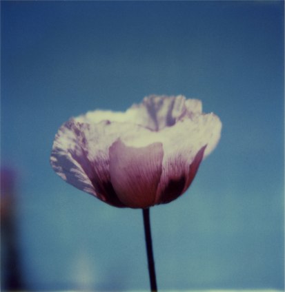 Opium poppy, La Palma, 1980s