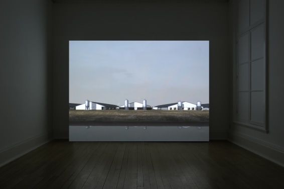 John Gerrard, Sow Farm (near Libbey, Oklahoma), 2009