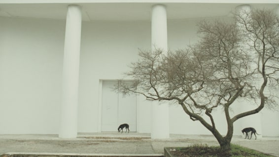 Steve McQueen, Giardini, 2009