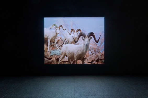 Amie Siegel, Panorama, 2023