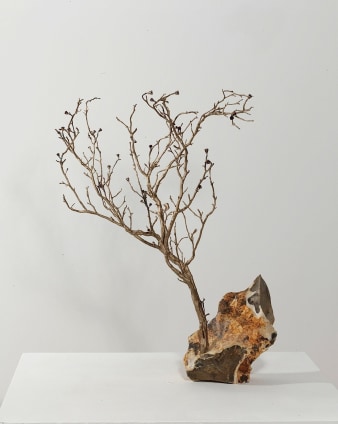 Anya Gallaccio, Under Starry Skies, 2008