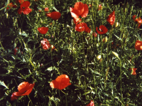 Forest Time (Red Flowers), 1997-2001