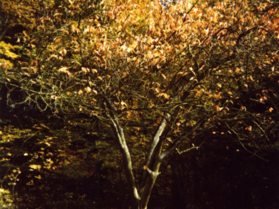Forest Time (Autumn Tree), 1997-2001