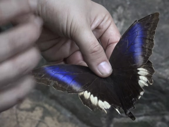 Giorgio Andreotta Calò, Ίκαρος (Icarus), 2021 [still from film]