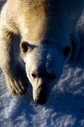 Polar Bear: Nanuk