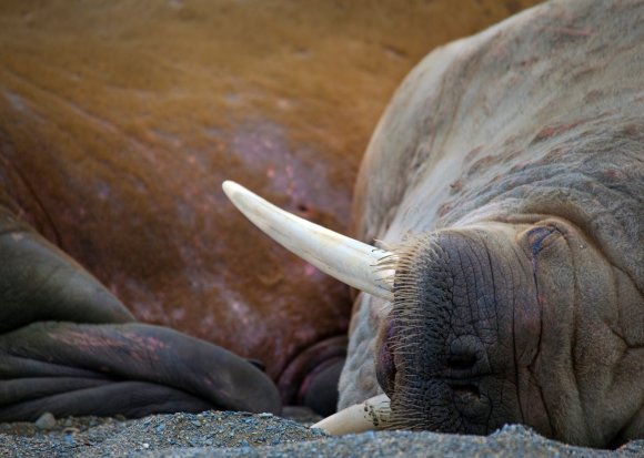 Sleeping Walrus