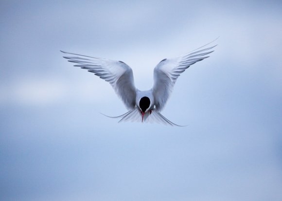 Arctic Tern Hovering