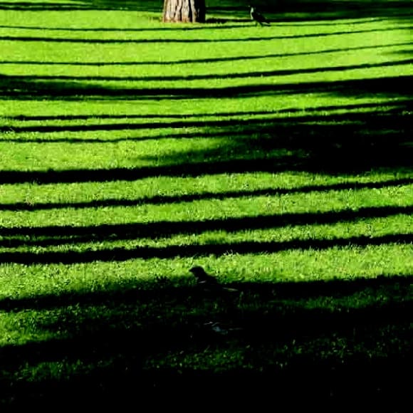 Abbas Kiarostami, Trees & Crows No. 46, 2007