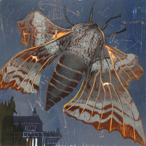 Julia Manning RE - My Garden Moths Poplar Hawkmoth